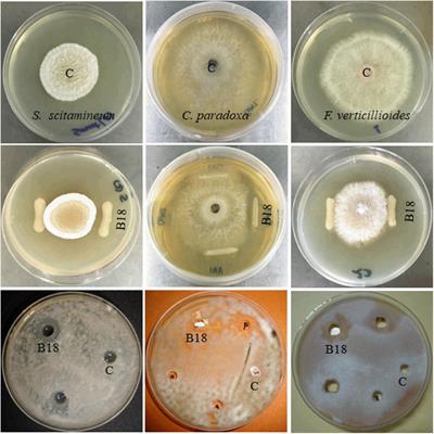 Whole Genome Analysis of Sugarcane Root-Associated Endophyte Pseudomonas aeruginosa B18—A Plant Growth-Promoting Bacterium With Antagonistic Potential Against Sporisorium scitamineum